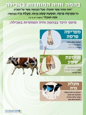 ערכת סימני איסור והיתר בבהמה, חיה ,עוף כרזה