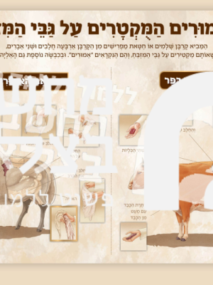 פלקט האימורים