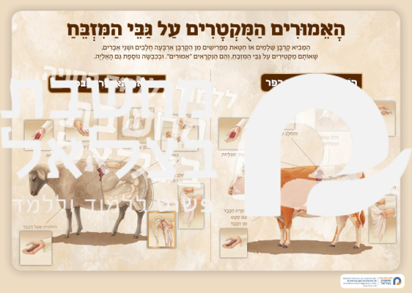 פלקט האימורים